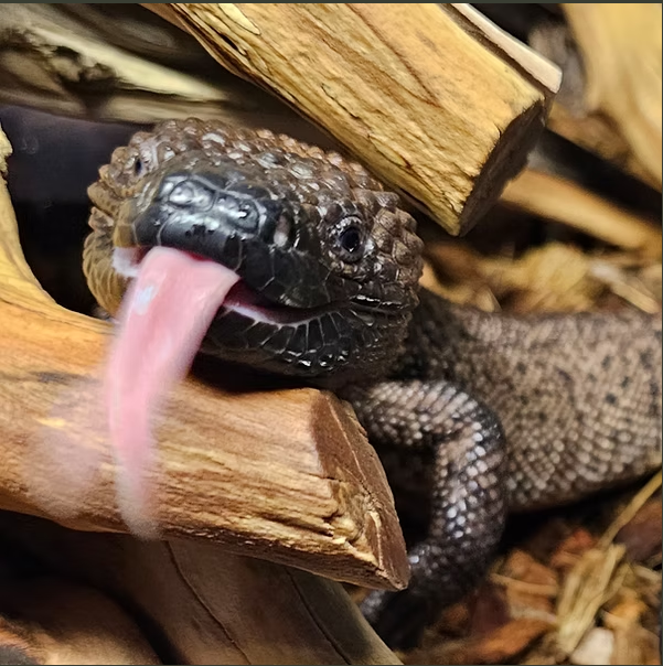 Chidi - Chiapan Beaded Lizard - heloderma exasperatum